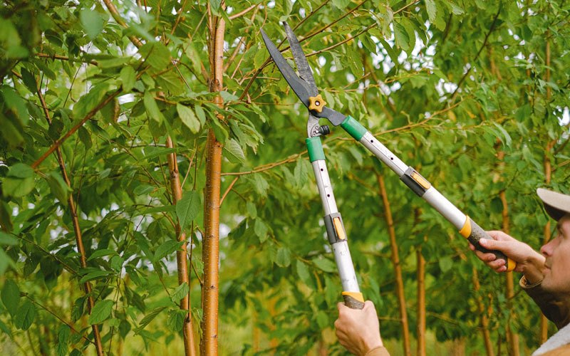 Tree trimming in Rolette, ND