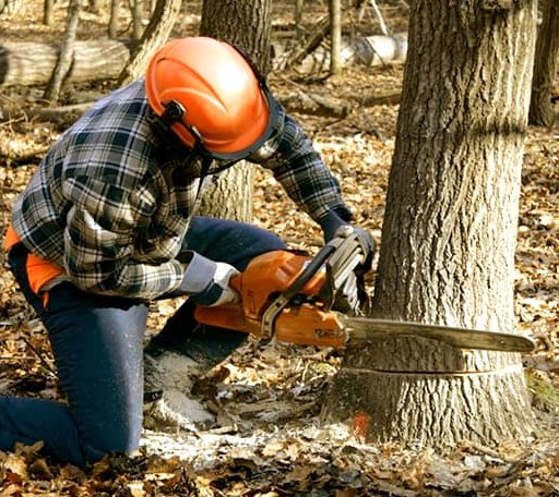 Tree Removal in Rolette, ND